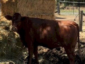20 x  Santa X Shorthorn Heifers
