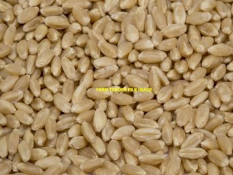 Feed Wheat/ Barley