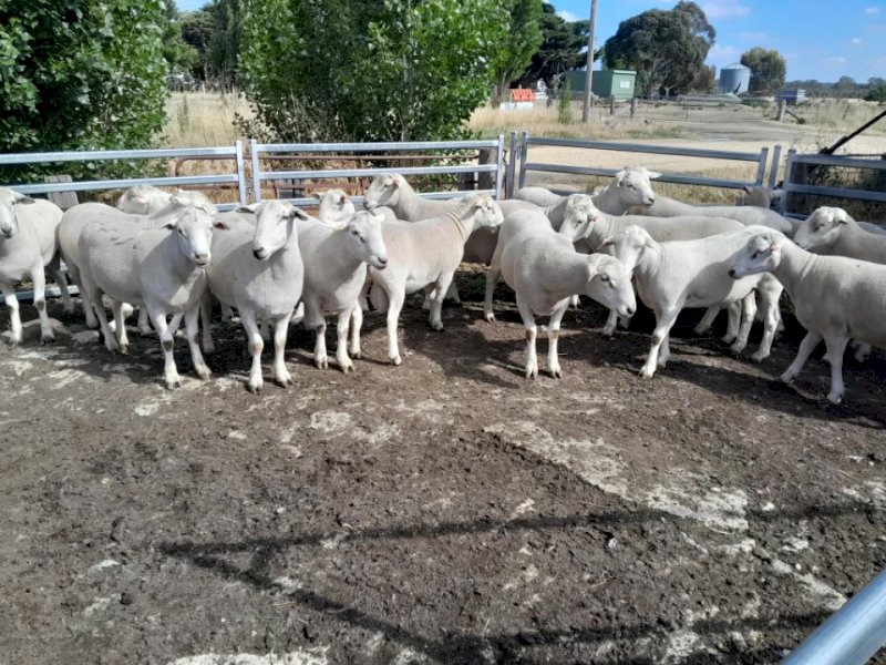Wiltpoll Rams