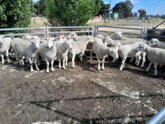 Wiltpoll Rams
