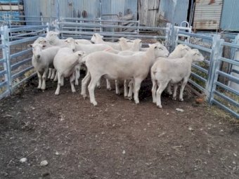 Wiltpoll Rams