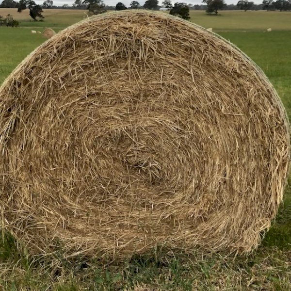 50 Rolls of Phalaris and Rye Grass Hay