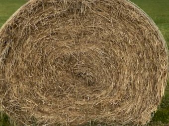 50 Rolls of Phalaris and Rye Grass Hay