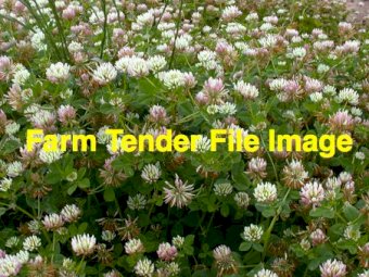 WANTED Crimson Clover Seed