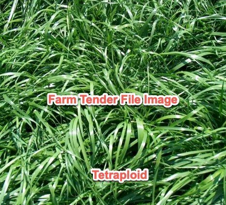 Annual Tetraploid Ryegrass