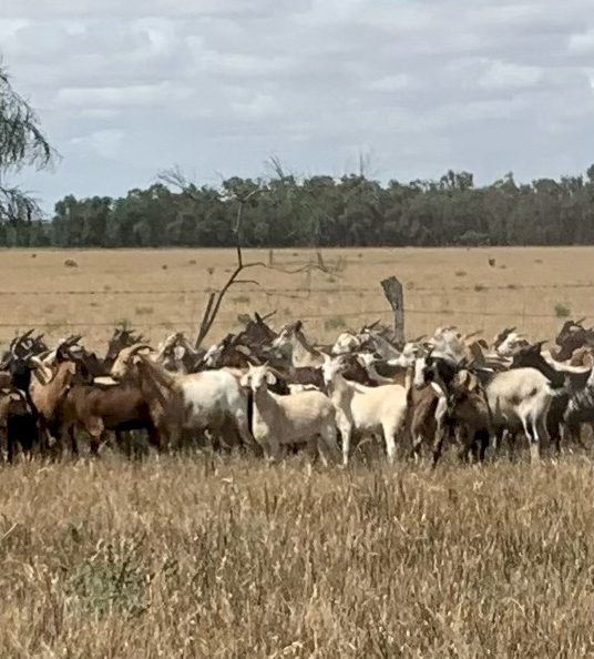 800 x  Goats