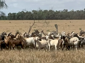 800 x  Goats