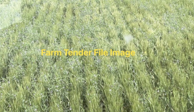EOI on Feed Barley with Vetch in it.
