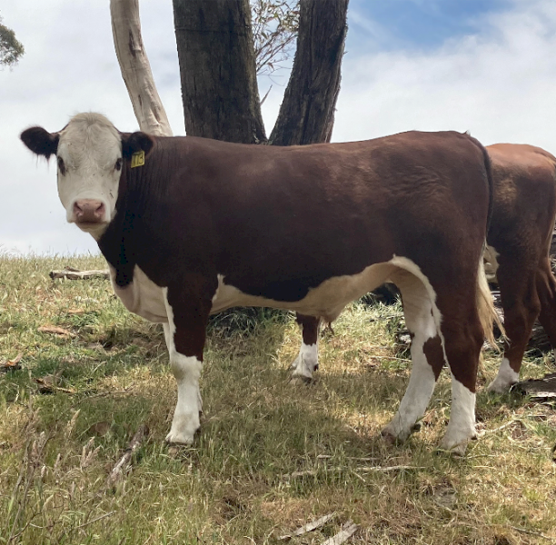 Poll Hereford Steers x 6