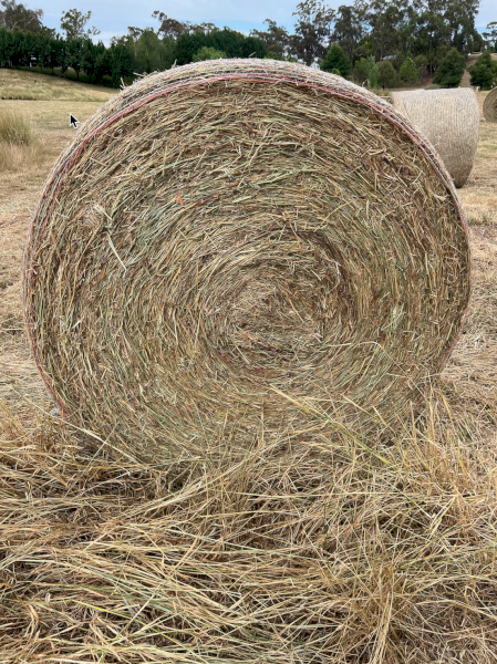 300 x Pasture Clover Hay 5x4 Round Bales
