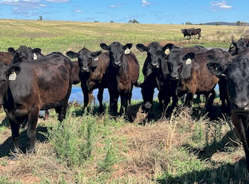56 x Angus Heifers