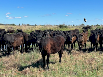 56 x Angus Heifers