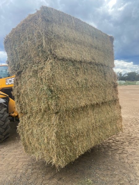 60 mt 2nd cut Lucerne