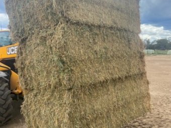 60 mt 2nd cut Lucerne