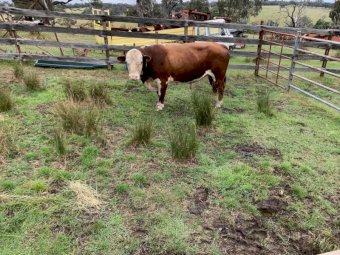 Hereford Bull