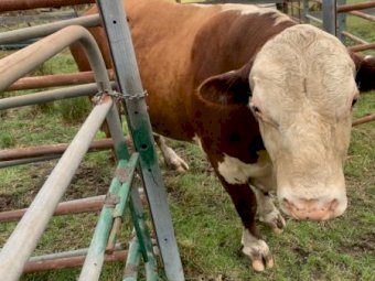Hereford Bull