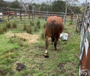 Hereford Bull