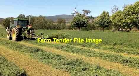 1st Cut Lucerne Hay