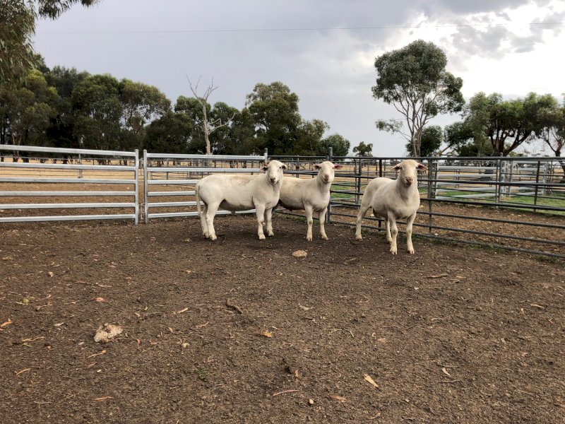 3 Ultra White rams