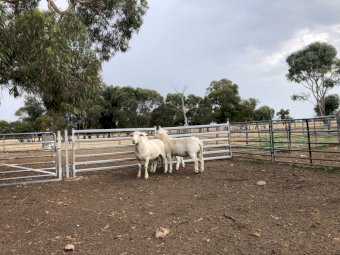 3 Ultra White rams