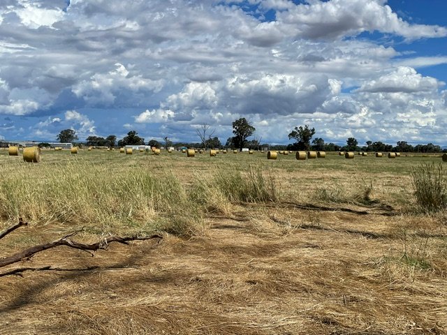 100 Rolls Pasture Hay