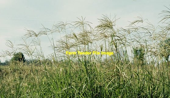 Rhodes Grass 500kg 8x4x3 Bales ( SOLD )