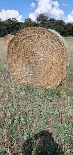 Oaten Hay  Rolls with some  ryegrass
