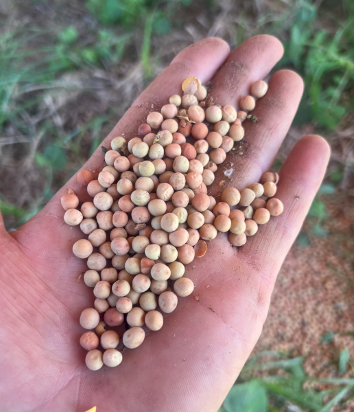 150mt Field Peas