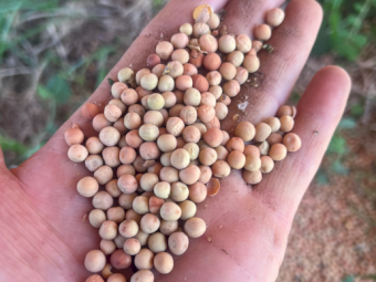 150mt Field Peas