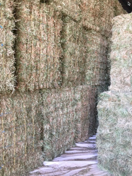 2000 x Clover Hay Small Squares in Barron Packs