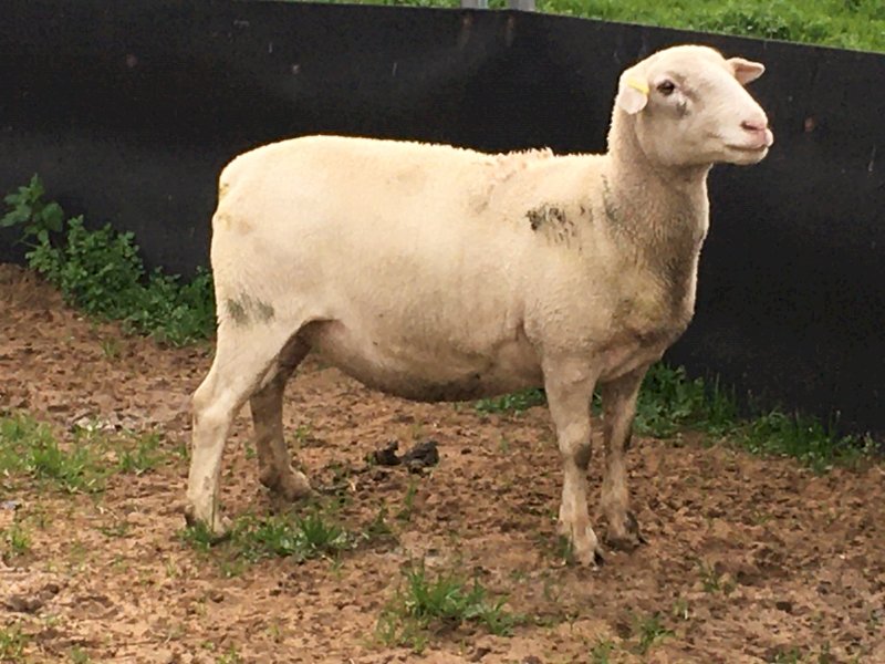 16 x Dorper Ewes in Lamb/Lambed