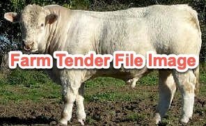 2 Charolais Bulls