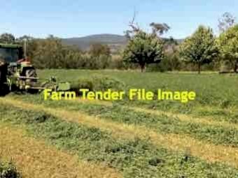 500 mt Lucerne Hay