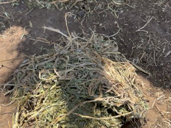 42mt Vetch Hay 650kg  8x4x3 Bales
