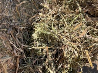 42mt Vetch Hay 650kg  8x4x3 Bales