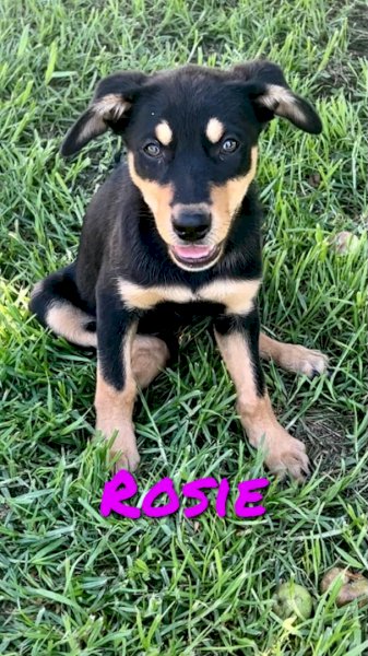 Kelpie Pups