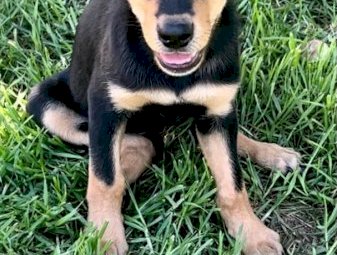 Kelpie Pups