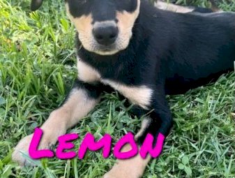 Kelpie Pups