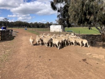 Mixed Age Dorper Ewes