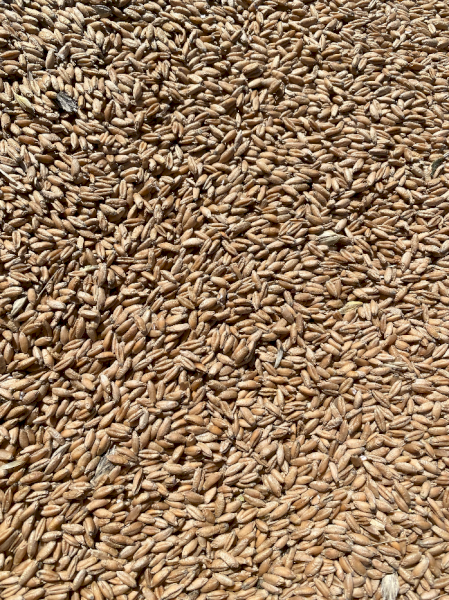 50mt approx. Triticale