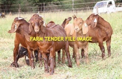 Goats x 100