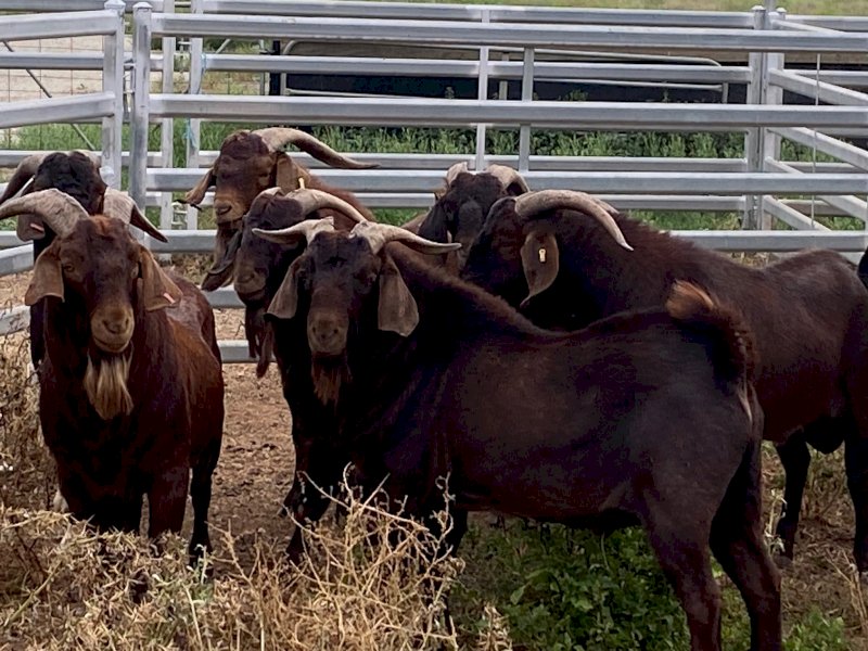 10 x Kalahari Bucks