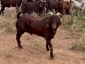 10 x Kalahari Bucks