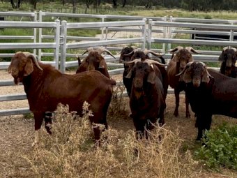 10 x Kalahari Bucks