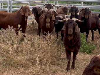 10 x Kalahari Bucks