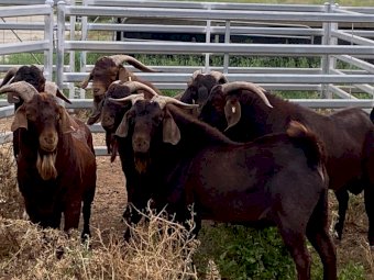 10 x Kalahari Bucks