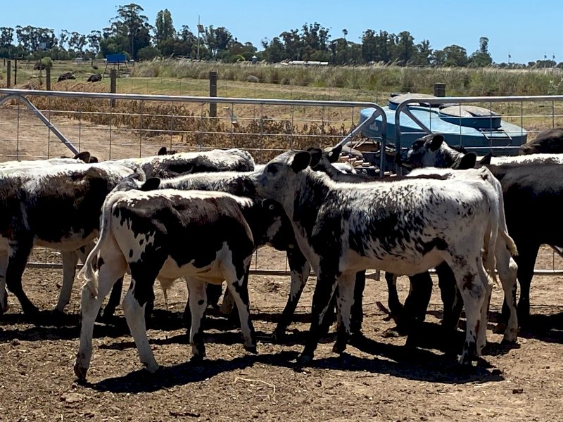 10 x Angus Beef Heifers