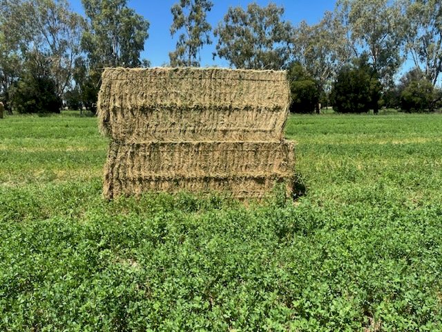 21mt Lucerne Hay 360kg 8x3x3 Bales