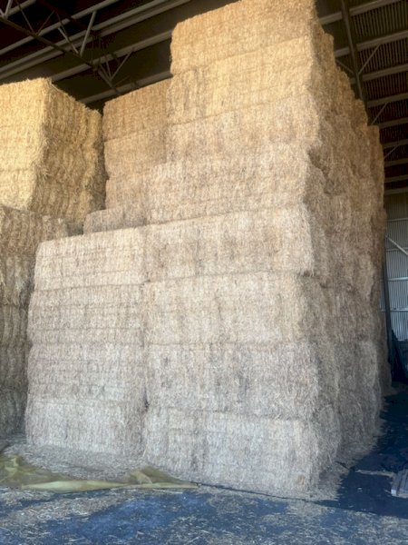 60MT Vetch Hay 530Kg 8X4X3 Bales