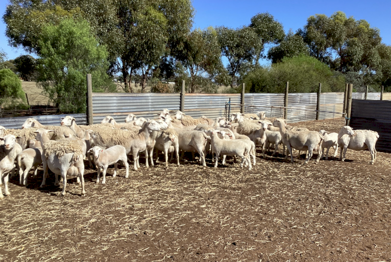 Dorper Ewes x 26